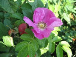Шиповник; роза майская или коричная